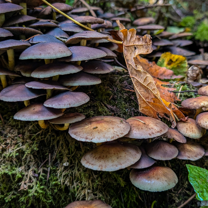 Walks in Nature: Mushroom Hike at Beacon Rock - DivineMrsDiva.com