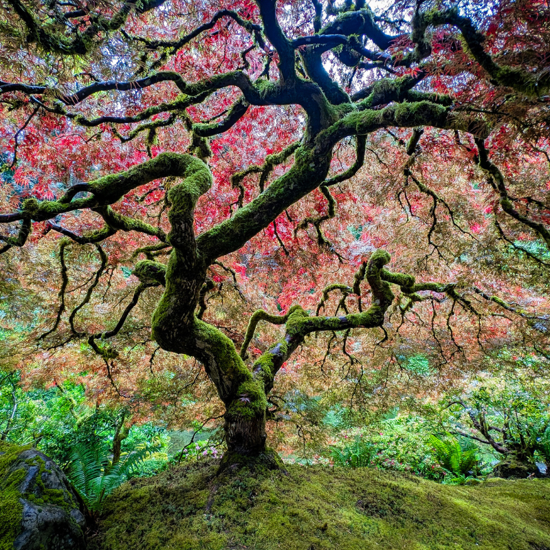 Visiting the Portland Japanese Garden - DivineMrsDiva.com